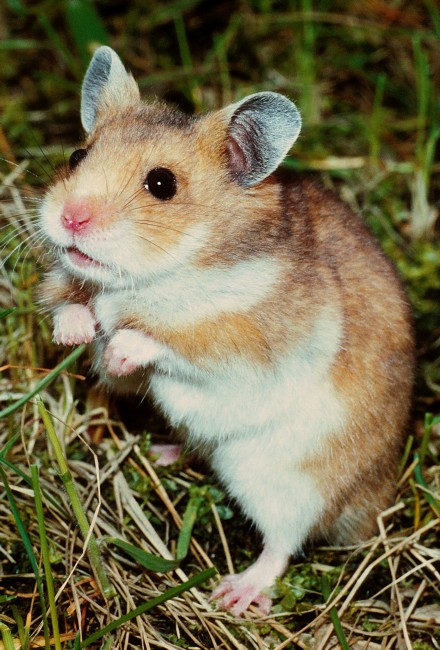 Křeček zlatý(Syrský)